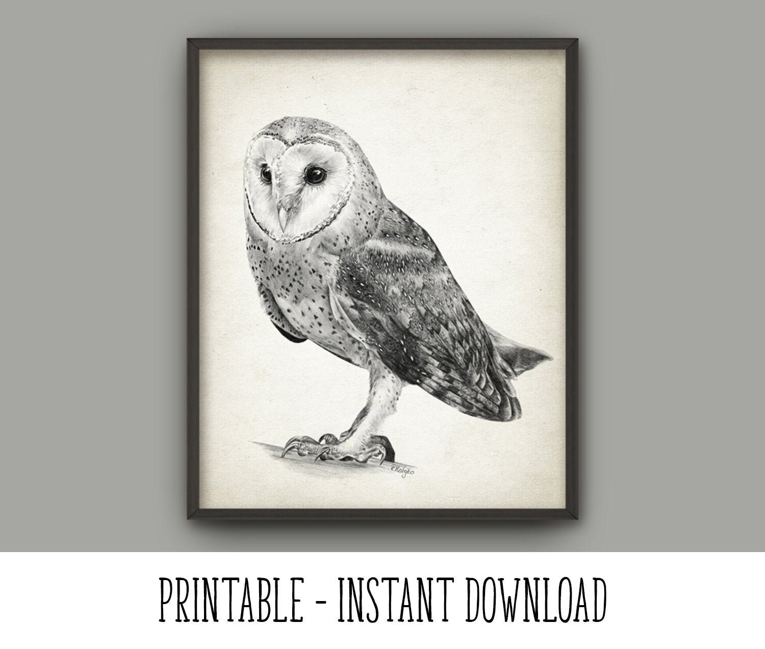Printable Pictures Of Barn Owl
