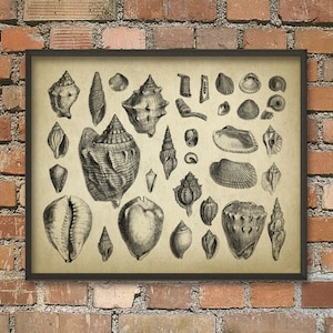 May include: A vintage black and white illustration of various seashells in a framed print. The print features a variety of seashells, including conch shells, scallop shells, and oyster shells.