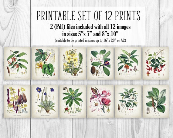 PRINTABLE Set of 12 Botanical Images Antique Gallery Wall Art | Etsy UK