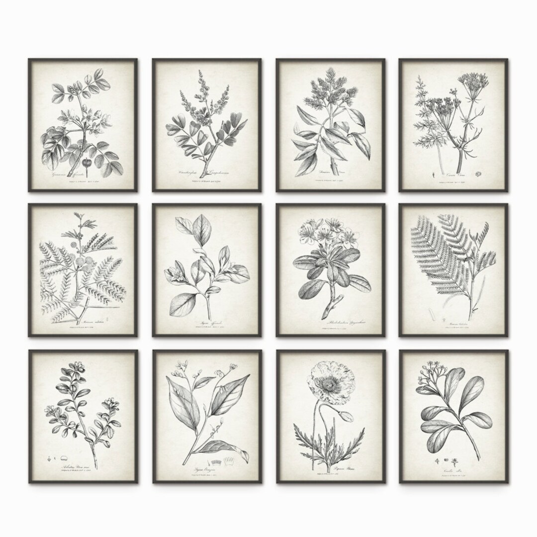 Antique Botanical Print Set of 12, Vintage Botanical Home Decor ...