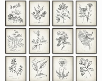 Antique Botanical Print Set of 12, Vintage Botanical Home Decor, Wildflowers Book Plates, Rustic Farmhouse Kitchen Decor, Gallery Wall Art