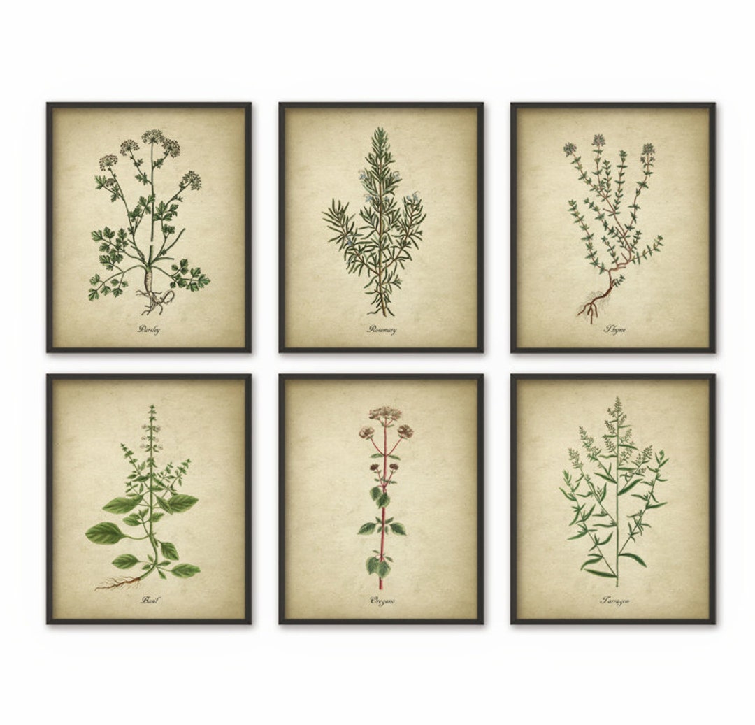 Kitchen Herbs Wall Art Print Set of 6 - Vintage Botanical Herb Prints ...