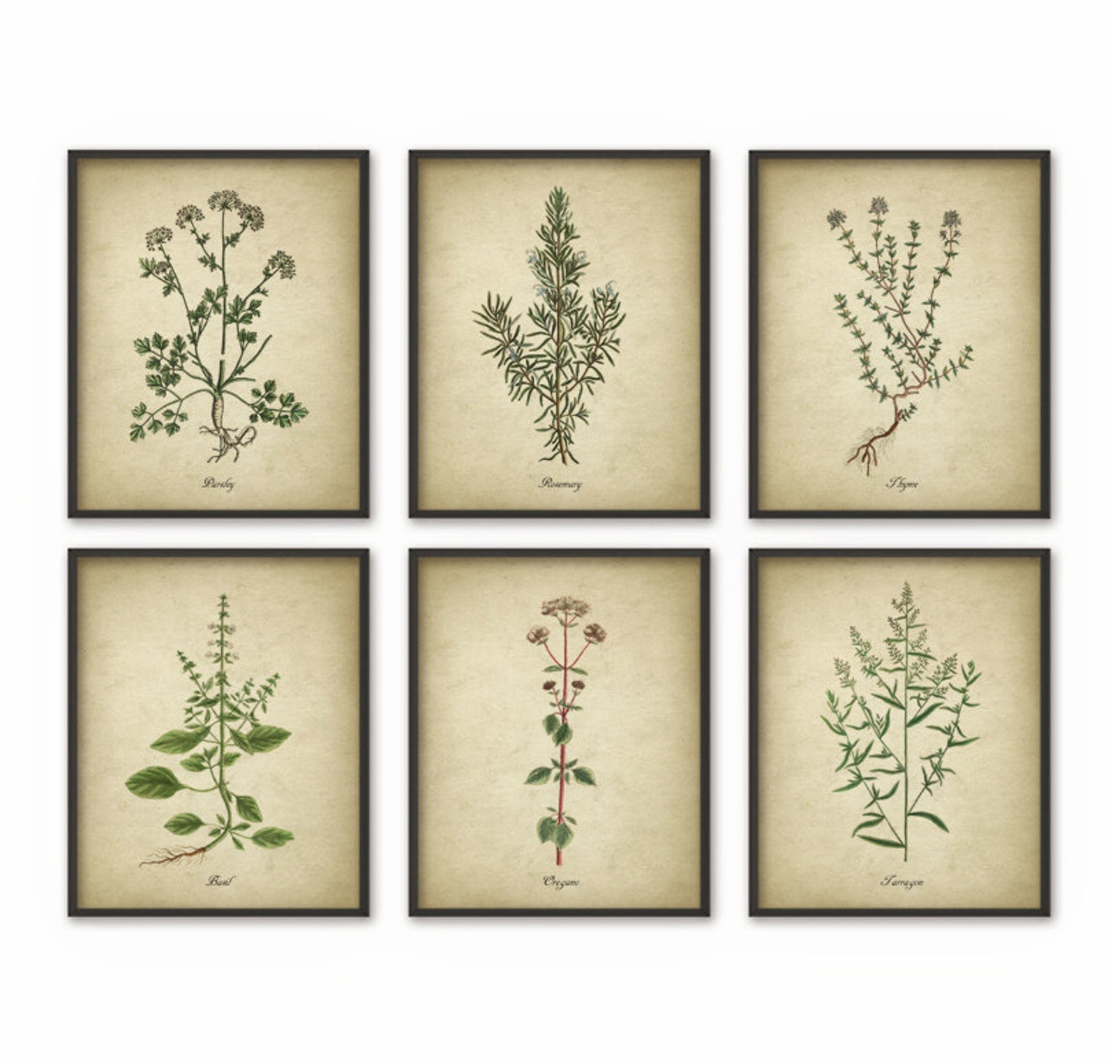 Kitchen Herbs Wall Art Print Set of 6 - Vintage Botanical Herb Prints ...