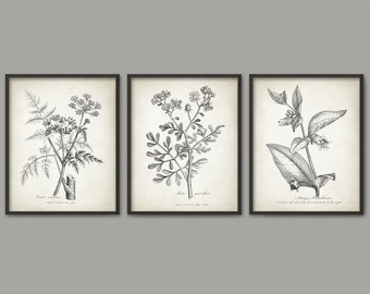 Vintage Botanical Print Set Of 3, Hemlock, Herb Of Grace, Deadly Nightshade, Vintage Plant Decor, Plant Illustration, Botanical Art