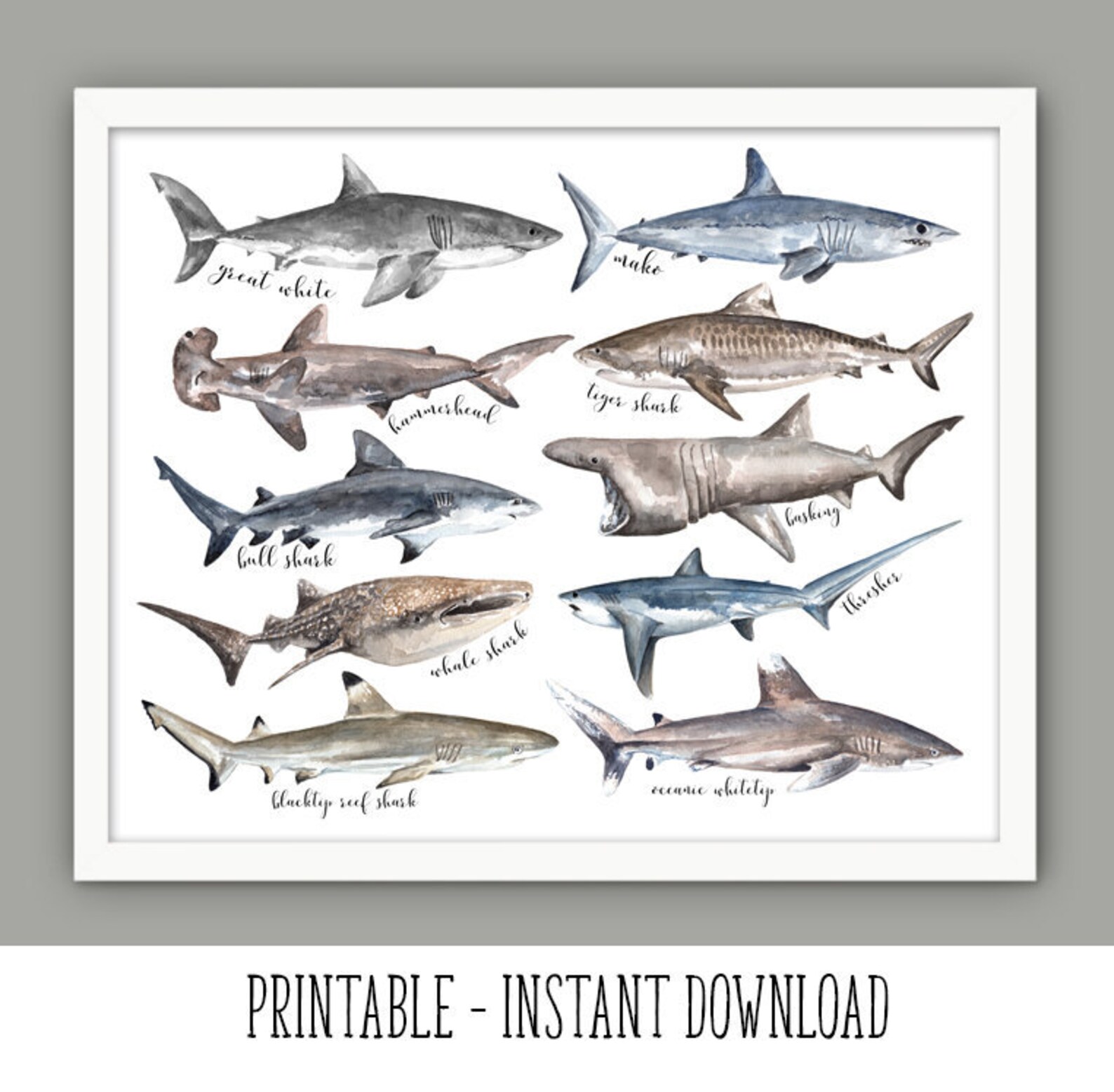 PRINTABLE Sharks of the World Wall Art Great White Shark | Etsy