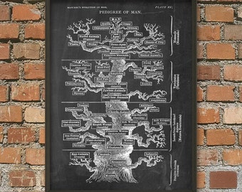 Evolutionary Biology Tree of Life Poster: Educational Nature Art - Etsy UK