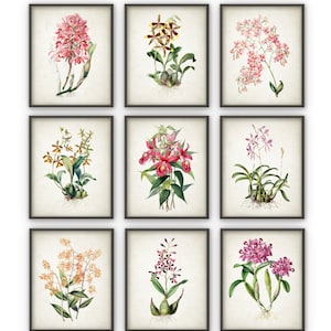 Orchid Flower Print Set of 9 - Vintage Orchid Botanical Home Decor - Orchid Flower Picture - Orchid Wall Art - Floral Room Decor