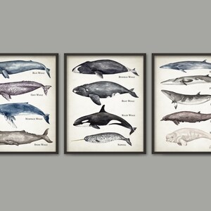 May include: Three framed watercolor illustrations of different whale species. The illustrations are in shades of blue, gray, and black. The whale names are listed below each illustration. The illustrations are framed in black frames.
