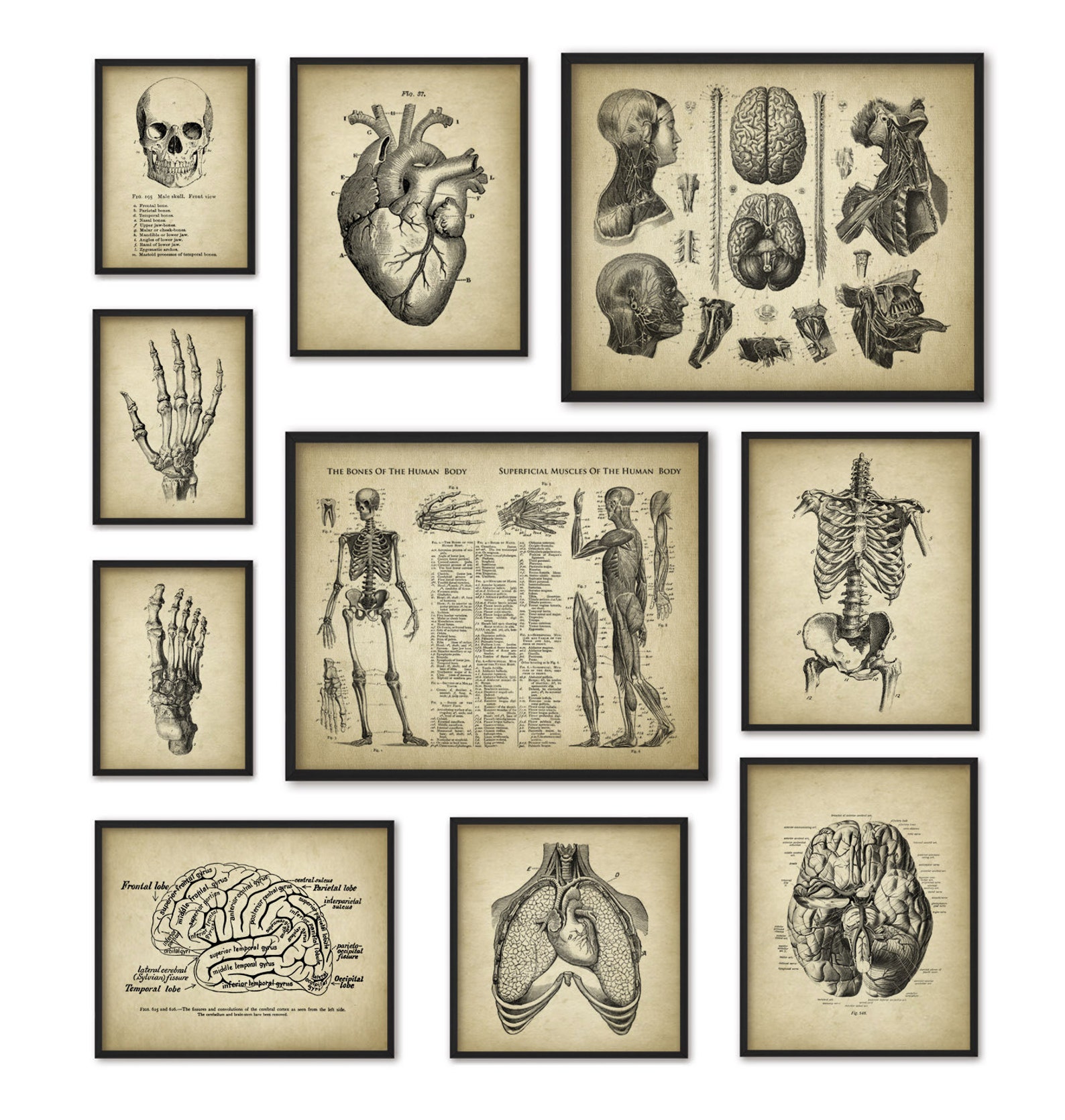 Human Anatomy Antique Art Print Set of 10 - Vintage Anatomy Home Decor ...