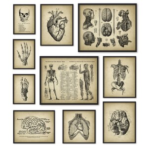 Human Anatomy Antique Art Print Set of 10 - Vintage Anatomy Home Decor ...
