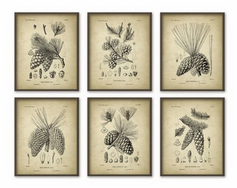 Pine Cones Wall Art Prints Set of 6 - Antique Woodland Illustrations - Botanical Home Decor - Pine Cone Posters - Forest Art Print (AB365)