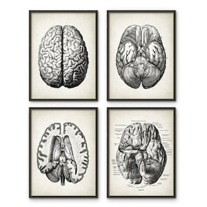 May include: Set of four black and white anatomical illustrations of the human brain. Each illustration shows a different view of the brain, including the exterior, interior, and a cross-section.