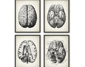 Human Brain Anatomy Print Set of 4 - Brain Dissection - Vintage Brain Anatomy - Brain Cross Section - Human Biology Anatomy Science Poster