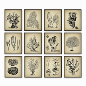 Vintage Coral Wall Art Set Of 12, Antique Marine Biology Drawings, Rustic Bathroom Posters, Coral Reef Illustrations, Nautical Prints