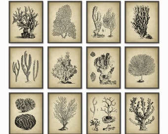 May include: A set of 12 black and white illustrations of various types of coral. The illustrations are framed in a simple black frame and are set against a light beige background.