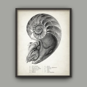 Nautilus Art Print, Marine Mollusc, Living Fossil, Vintage Nautilus, Nautilus Anatomy, Bathroom Decor, Vintage Nautilus Bathroom Wall Art