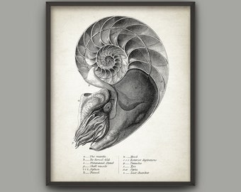 Nautilus Art Print, Marine Mollusc, Living Fossil, Vintage Nautilus, Nautilus Anatomy, Bathroom Decor, Vintage Nautilus Bathroom Wall Art