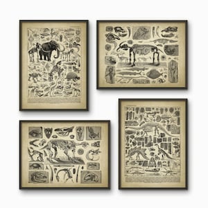 May include: Set of four vintage black and white illustrations of prehistoric animals and skeletons. The illustrations are framed in black frames and are set against a white background.