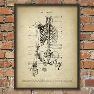 Human Skeleton #1, Anatomy Wall Art Poster, Human Bone Structure, Skeletal System