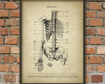 Human Skeleton #1, Anatomy Wall Art Poster, Human Bone Structure, Skeletal System