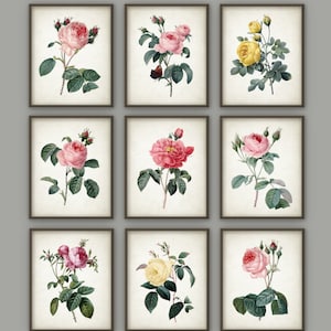 Antieke roos botanische print set van 9, vintage rozen botanische woondecoratie, antieke bloemen boekillustratie, Redoute rozen print set