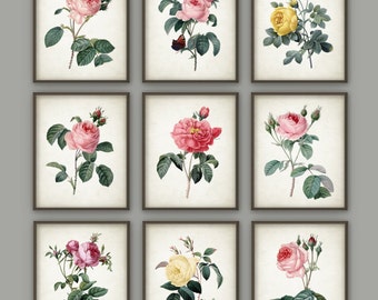 Antique Rose Botanical Print Set of 9, Vintage Roses Botanical Home Decor, Antique Flower Book Illustration, Redoute Roses Print Set B397