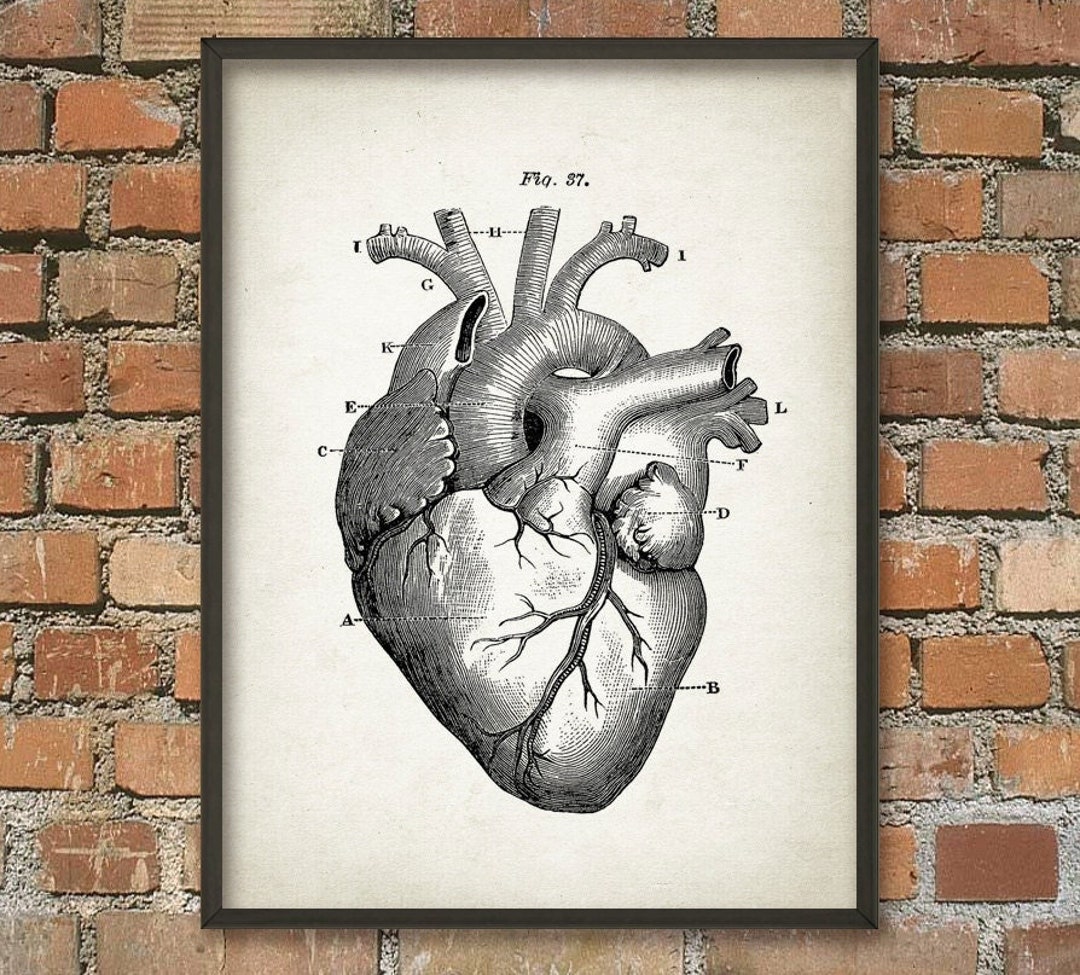 Heart Anatomy Wall Art Poster - Vintage Heart Book Plate Illustration ...
