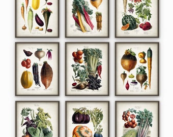 Vegetables Kitchen Wall Art Print Set of 9 - Antique Botanical Art -Garden Vegetables Rustic Vintage Kitchen Wall Art Poster Set of 9 (B244)