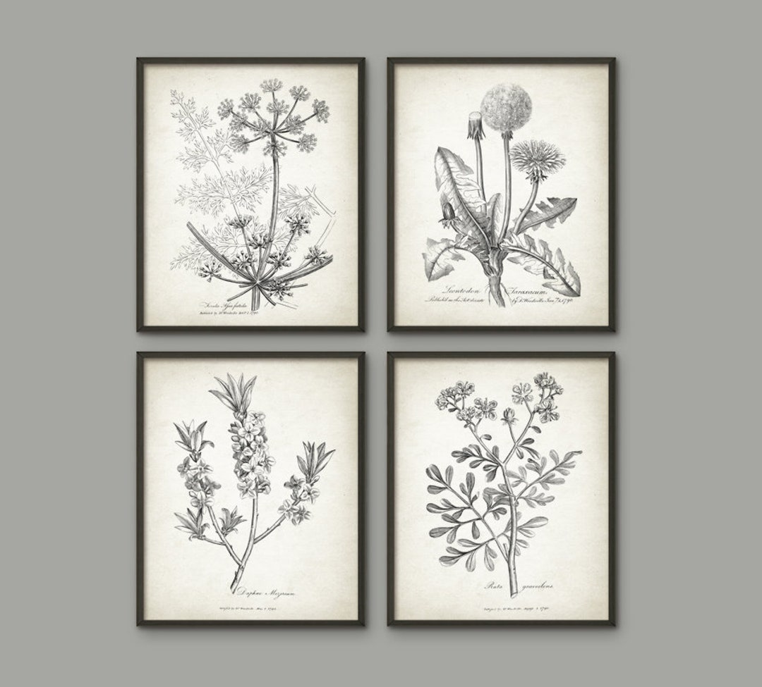 Antique Botanical Print Set of 4, Vintage Botanical Home Decor, Plant ...