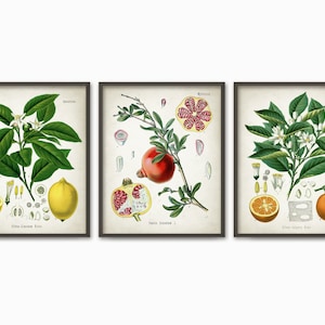 Tropical Fruit Print Set Of 3 - Kitchen Fruit Wall Art - Vintage Lemon - Pomegranate - Orange - Vintage Botanical Fruit Print