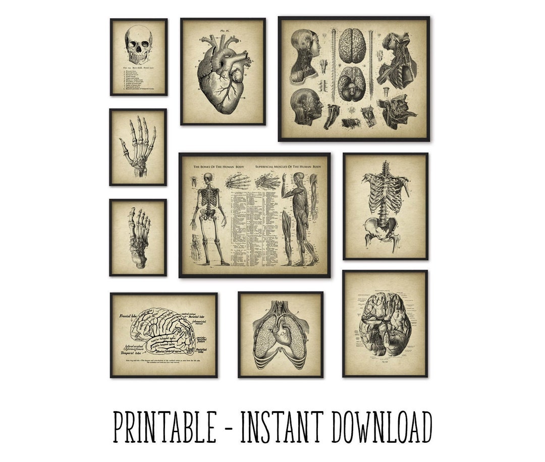 PRINTABLE Set of 10 Anatomy Images Vintage Wall Art Medical - Etsy UK