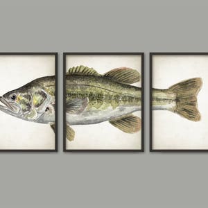 Largemouth Bass Watercolor Art Poster Set Of 3 - Fish Art Print - Game Fish Angler Gift - Largemouth Bass Poster - Bathroom Wall Art