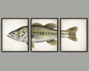 Largemouth Bass Watercolor Art Poster Set Of 3 - Fish Art Print - Game Fish Angler Gift - Largemouth Bass Poster - Bathroom Wall Art