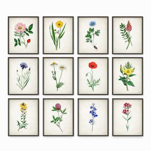 Wildflower Art Print Set Of 12, Vintage Botanical Plant Home Decor, Kitchen Flowers Wall Art, Antique Botany Book Plates