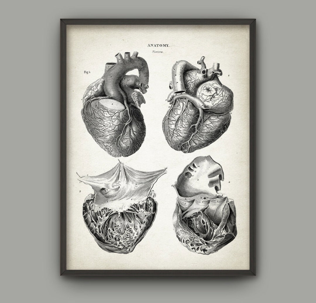 Heart Anatomy Art Poster 2, Vintage Heart Book Plate Illustration Print ...