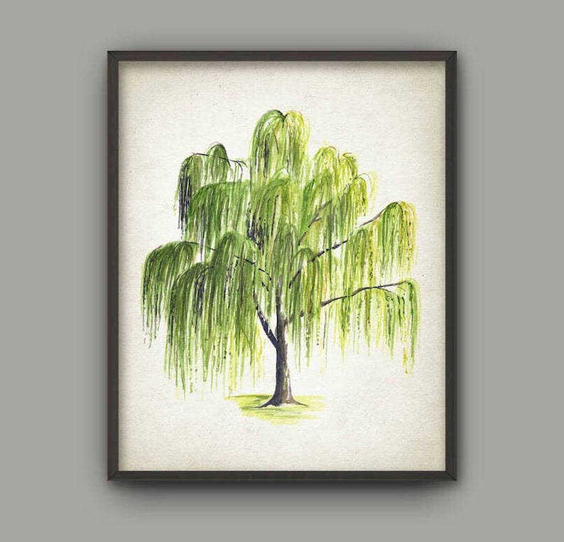 Weeping Willow Tree Watercolor Print, Woodland Poster, Tree Painting ...