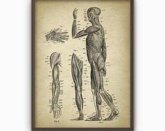 Muscle Man Vintage Anatomy Wall Art Poster #3 - Anatomical Position Of Muscles - Physical Therapy - Physiotherapy - Occupational Therapy