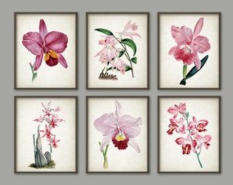 Pink Orchid Flower Botanical Print Set of 6 - Vintage Orchid Home Decor - Pink Flower Wall Art - Orchid Plant Art - AB484