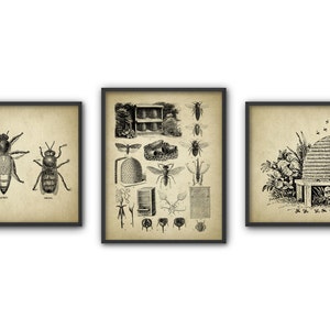 Vintage Beekeeping Print Set Of 3, Queen Bee Poster, Worker Bee Drawing, Honey Bee Art, Antique Beehive Illustration, Beekeeping Melittology
