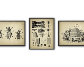 Vintage Beekeeping Print Set Of 3, Queen Bee Poster, Worker Bee Drawing, Honey Bee Art, Antique Beehive Illustration, Beekeeping Melittology