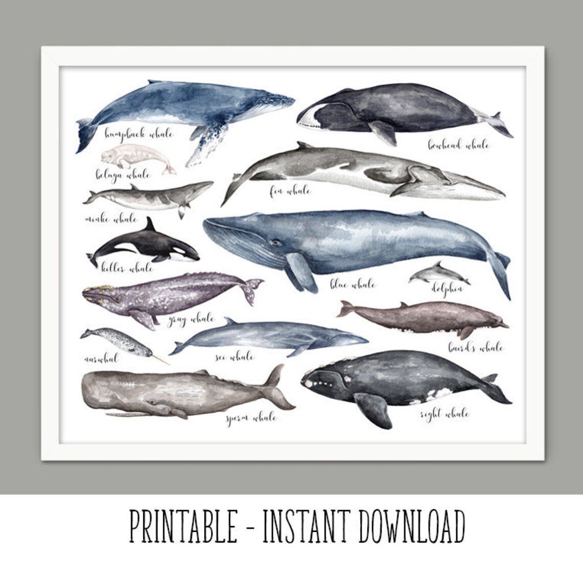 PRINTABLE Whales of the World Wall Art Watercolor Whale - Etsy