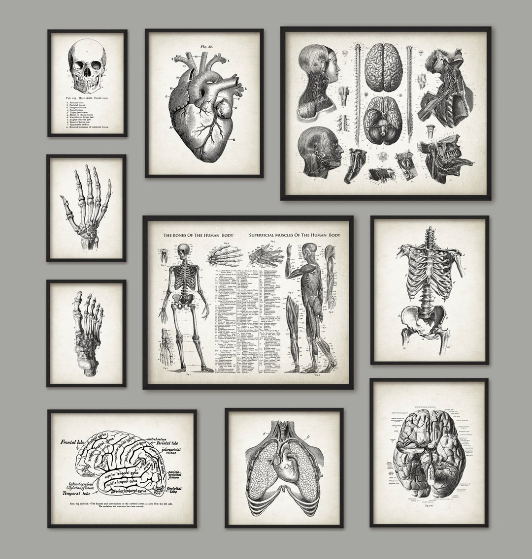 Human Anatomy Antique Art Print Set of 10 - Vintage Anatomy Home Decor ...