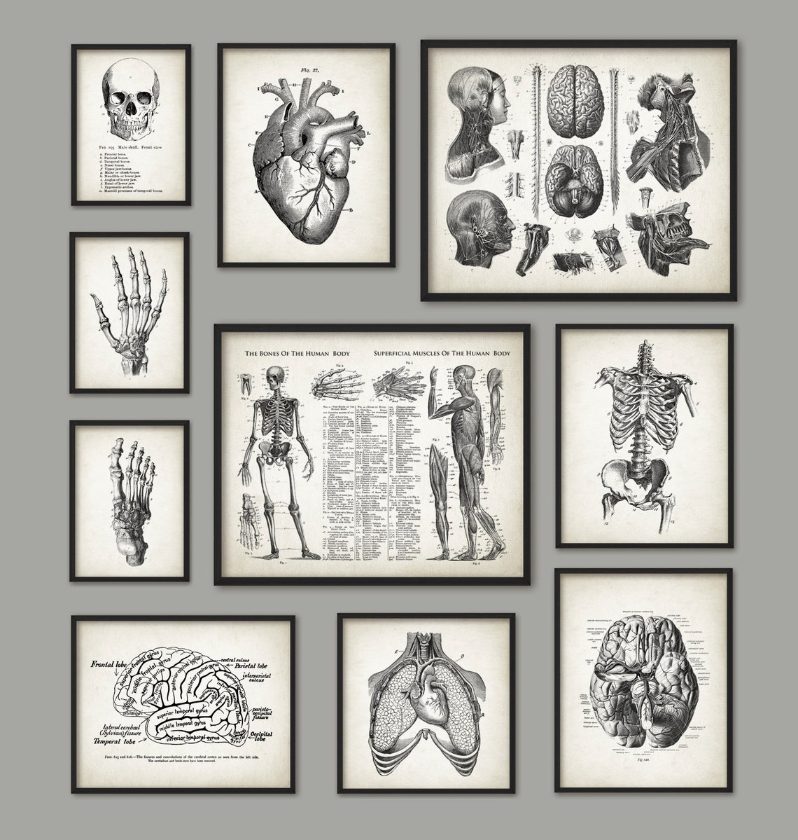 Human Anatomy Antique Art Print Set of 10 - Vintage Anatomy Home Decor ...