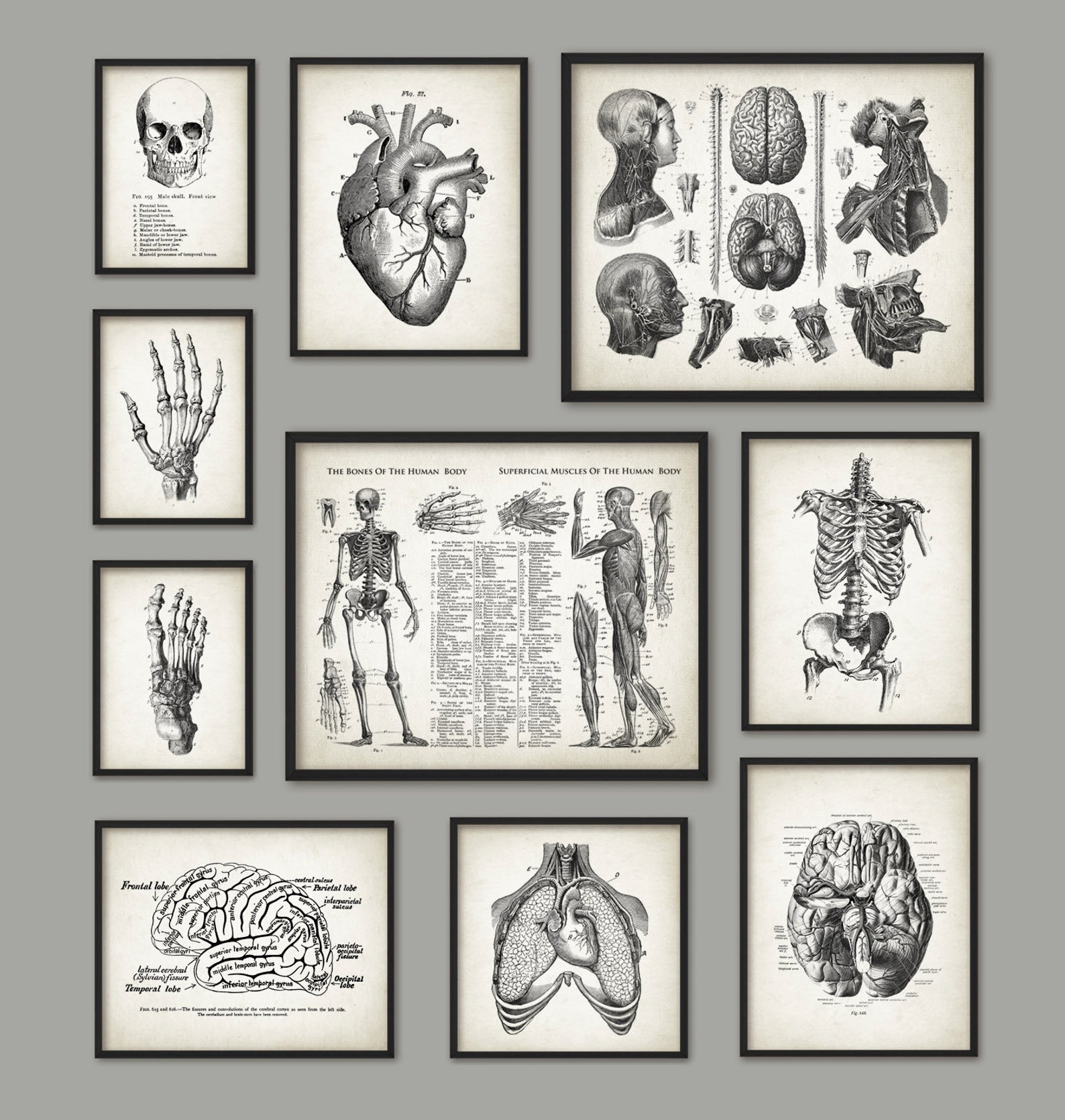 Human Anatomy Antique Art Print Set of 10 - Vintage Anatomy Home Decor ...