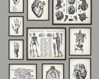 Human Anatomy Antique Art Print Set of 10 - Vintage Anatomy Home Decor - Antique Book Plate - Medical Student Gift Idea Picture Set of 10