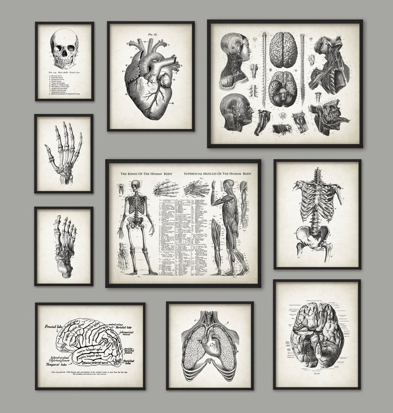 Human Anatomy Antique Art Print Set of 10 - Vintage Anatomy Home Decor ...