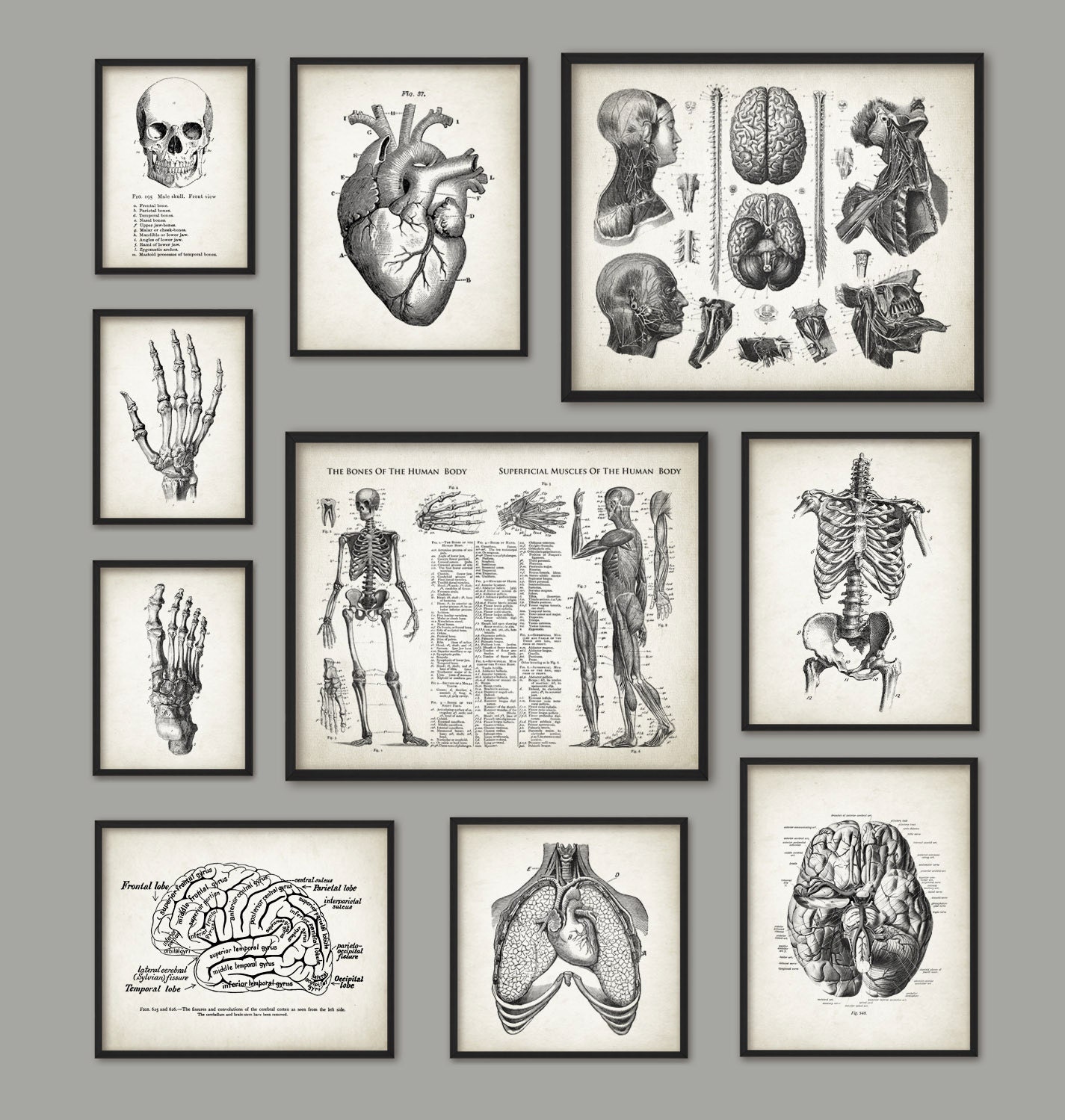 Human Anatomy Antique Art Print Set of 10 - Vintage Anatomy Home Decor ...