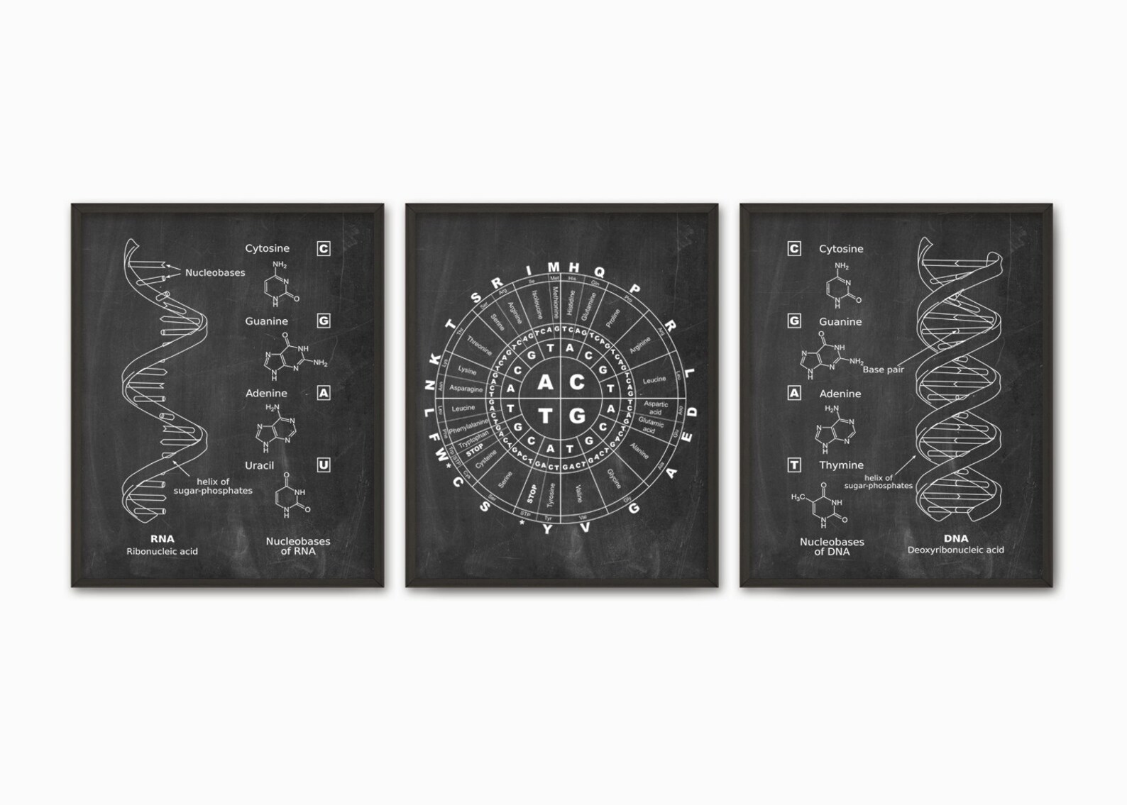 DNA and RNA Genetic Code Print Set of 3 - Genetics Poster - Molecular ...