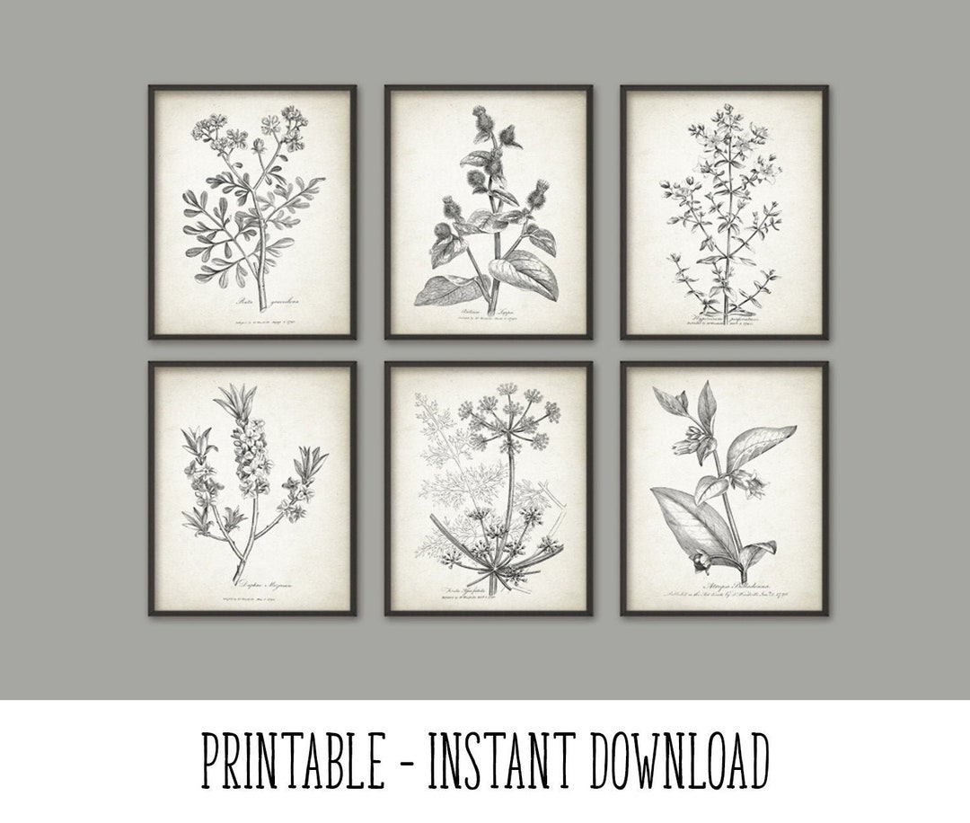 PRINTABLE Set of 6 Botanical Images, Antique Flowers Wall Art Set ...