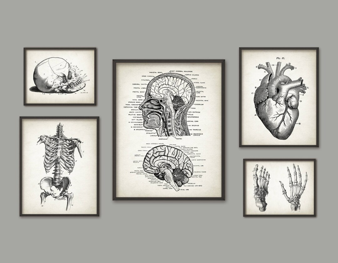 Human Anatomy Antique Art Print Set of 5, Vintage Anatomy Home Decor ...